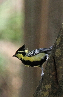 Black-lored Tit